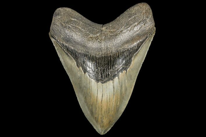 Serrated, Fossil Megalodon Tooth - South Carolina #134285
